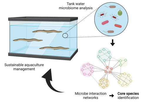 Microbial networks for sustainable aquaculture